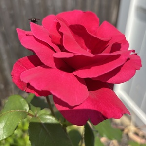 Fundraising Page: Carol Ann Marx